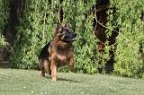 BERGER ALLEMAND 080